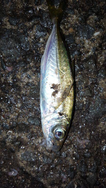 お盆でエギング！