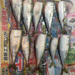 タチウオ居ない(T-T)