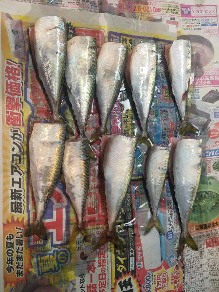 タチウオ居ない(T-T)