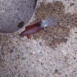 ライトケンサキ❗