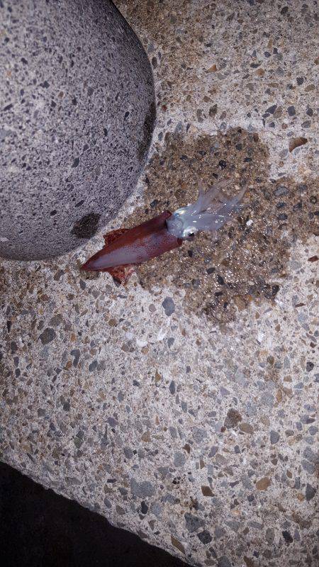 ライトケンサキ❗