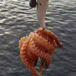 毎週恒例の沖堤防！