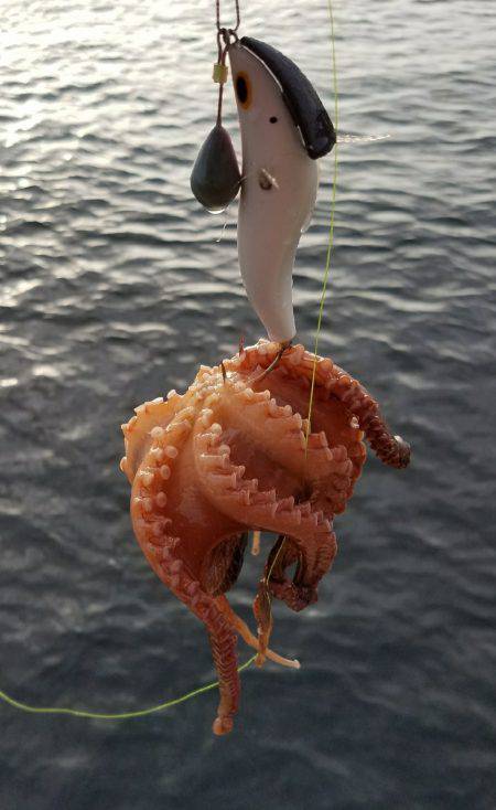 毎週恒例の沖堤防！