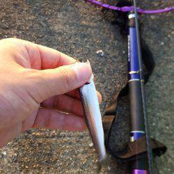 シーバス釣りたい……