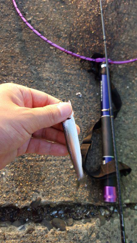 シーバス釣りたい……