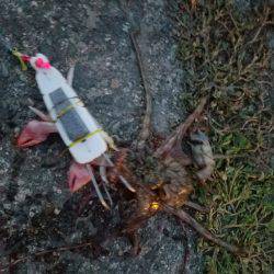 オクトパッシング