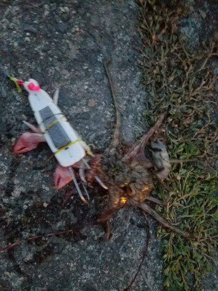 オクトパッシング