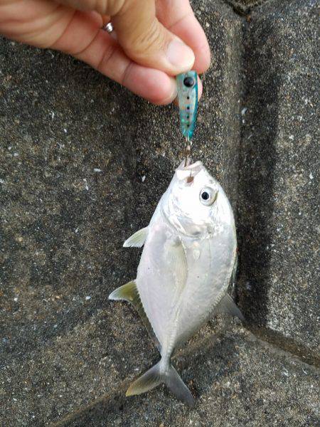 あまり魚っ気が無いようです