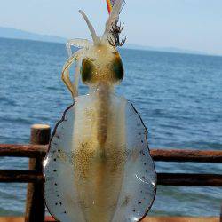 秋イカどうかなー♪