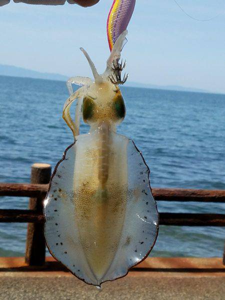 秋イカどうかなー♪