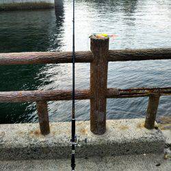 タコ大きくなってきてます。