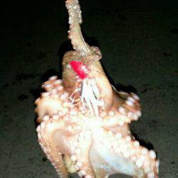 タコ一杯釣るまで帰らない