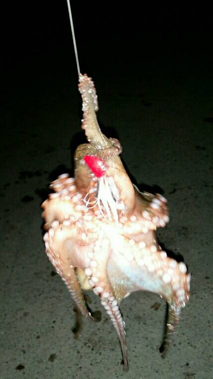 タコ一杯釣るまで帰らない