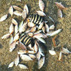 ベラ不発、チャリコ爆発。