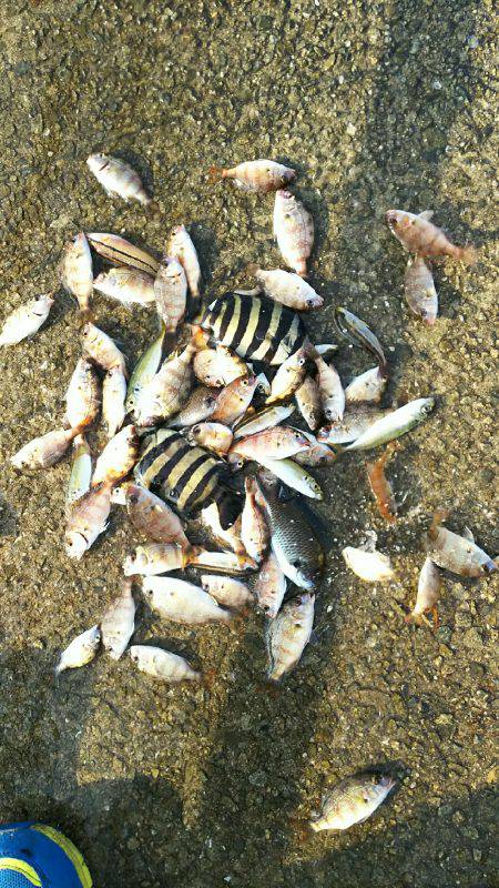 ベラ不発、チャリコ爆発。