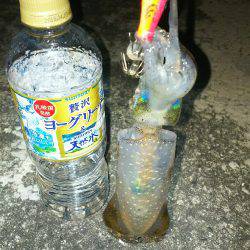 今年の初アオリイカ‼️