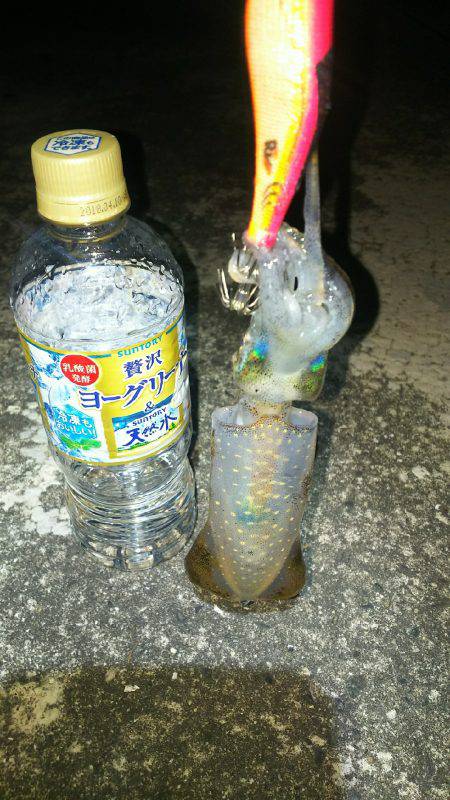 今年の初アオリイカ‼️