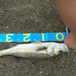 岸ジグチーバス