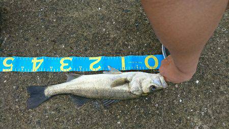 岸ジグチーバス