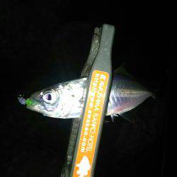 泉南から和歌山からの泉南