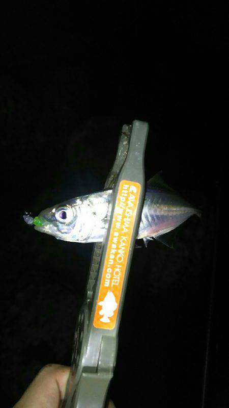 泉南から和歌山からの泉南