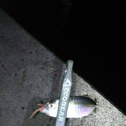 夏、恒例の豆アジング