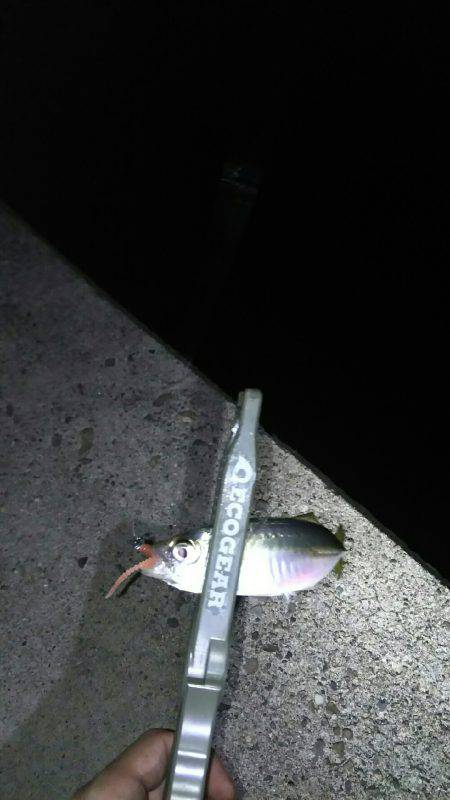 夏、恒例の豆アジング