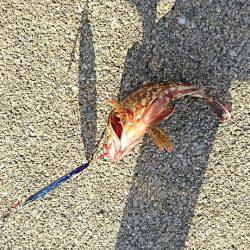 岸ジグでガシーバス