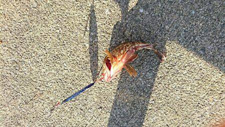 岸ジグでガシーバス