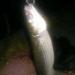 シーバス釣りに行ったのだが(^^;