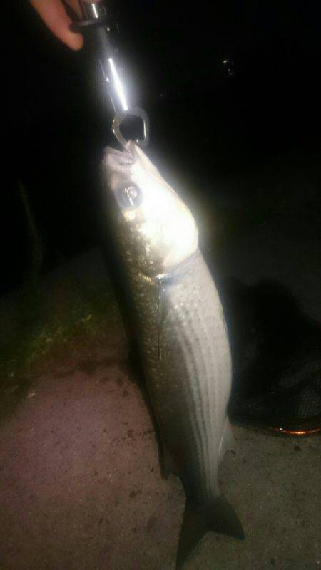 シーバス釣りに行ったのだが(^^;