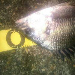 台風後釣れるかなー♪シーバス