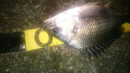 台風後釣れるかなー♪シーバス