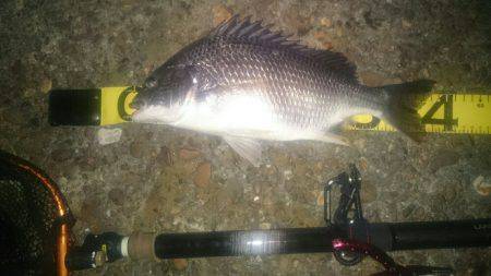 シーバスリベンジ2夜連続♪