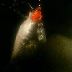 チニングチャレンジ