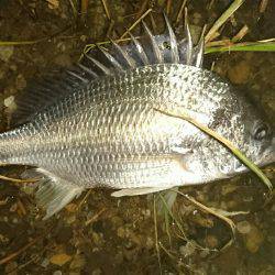 夕涼みキビレは高活性