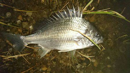 夕涼みキビレは高活性