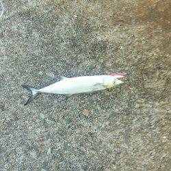 タチウオ釣れるかな？ダメでした。