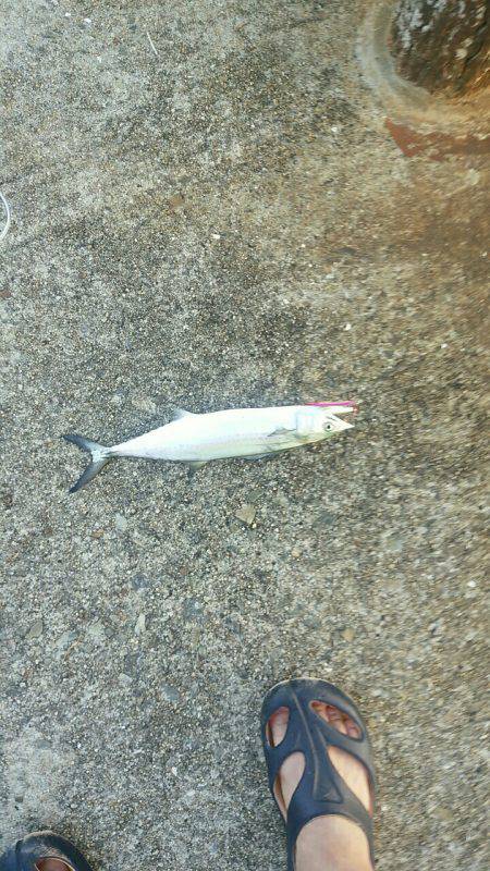 タチウオ釣れるかな？ダメでした。