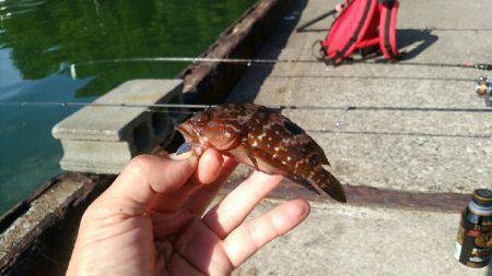 ケンサキ何処へ