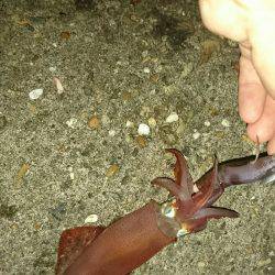 ケンサキからのジギング