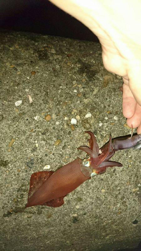 ケンサキからのジギング