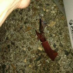 またまたケンサキ