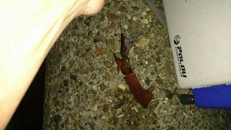 またまたケンサキ