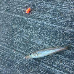 久しぶりの豆アジ釣り