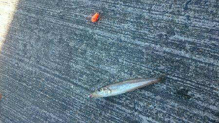 久しぶりの豆アジ釣り