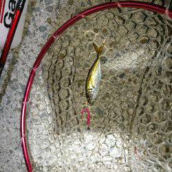 アタリが少なかった