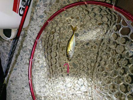 アタリが少なかった