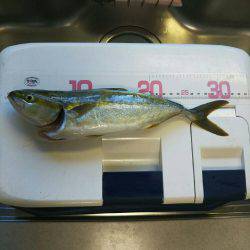 サゴシカッター！！