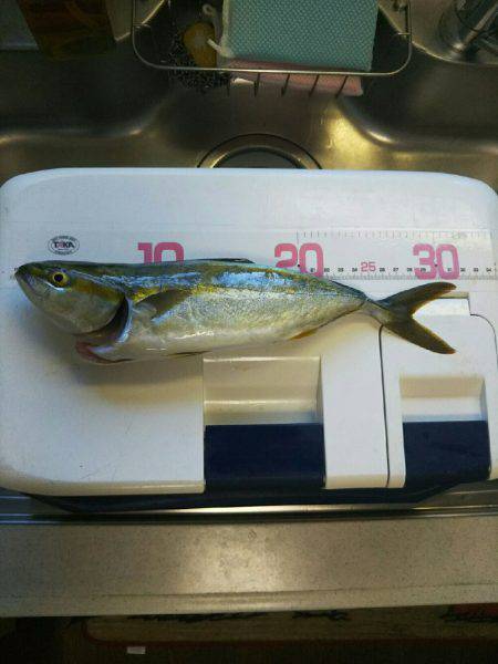 サゴシカッター！！